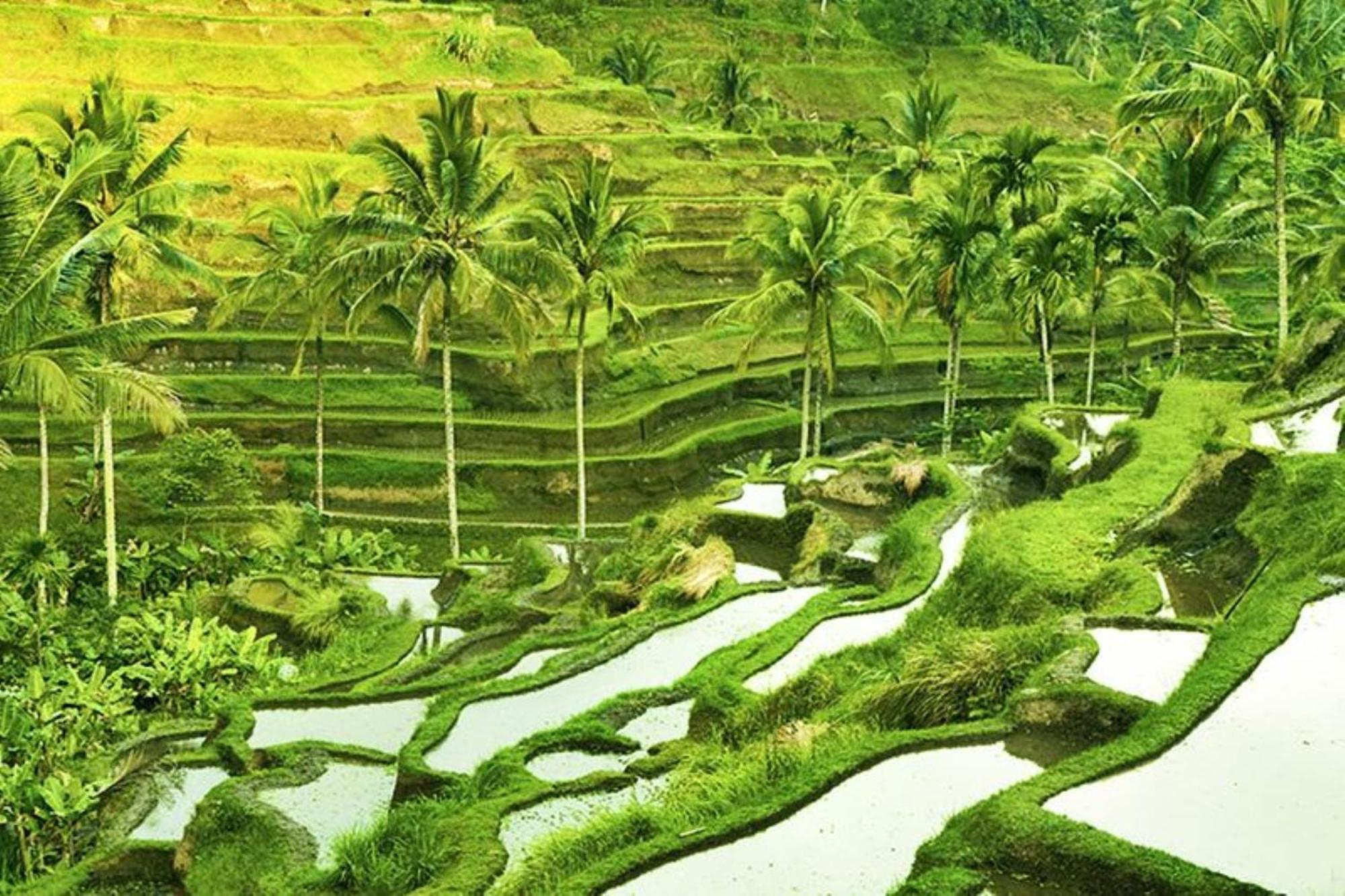 Asvara Villa Ubud By Ini Vie Hospitality Экстерьер фото
